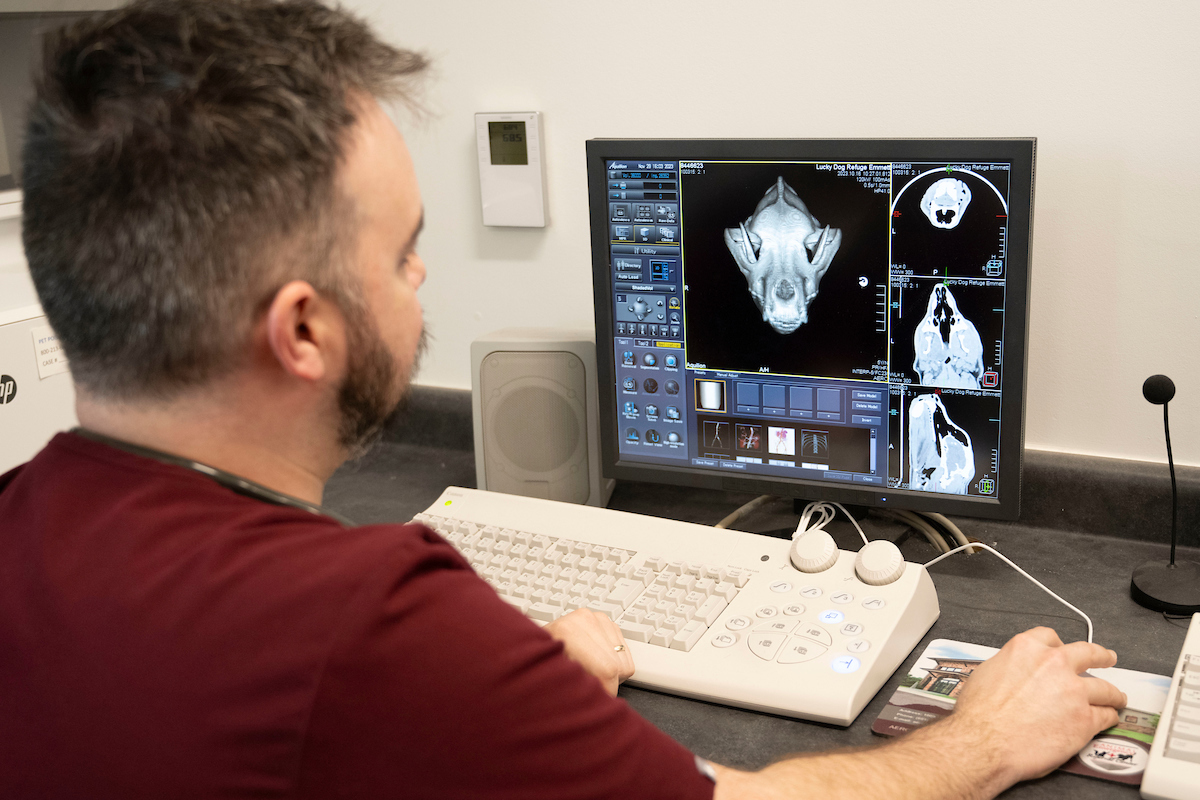 A vet looks at an xray.