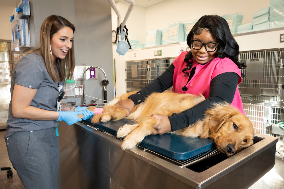 Two vet techs caring for a golden retriever