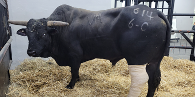 A rodeo bull that was recently treated at the College of Veterinary Medicine at Mississippi State University