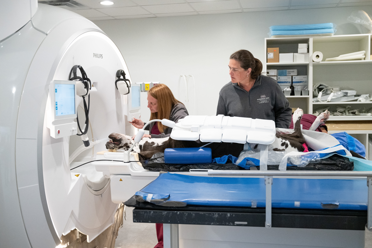 Two vets use an MRI machine on a dog.