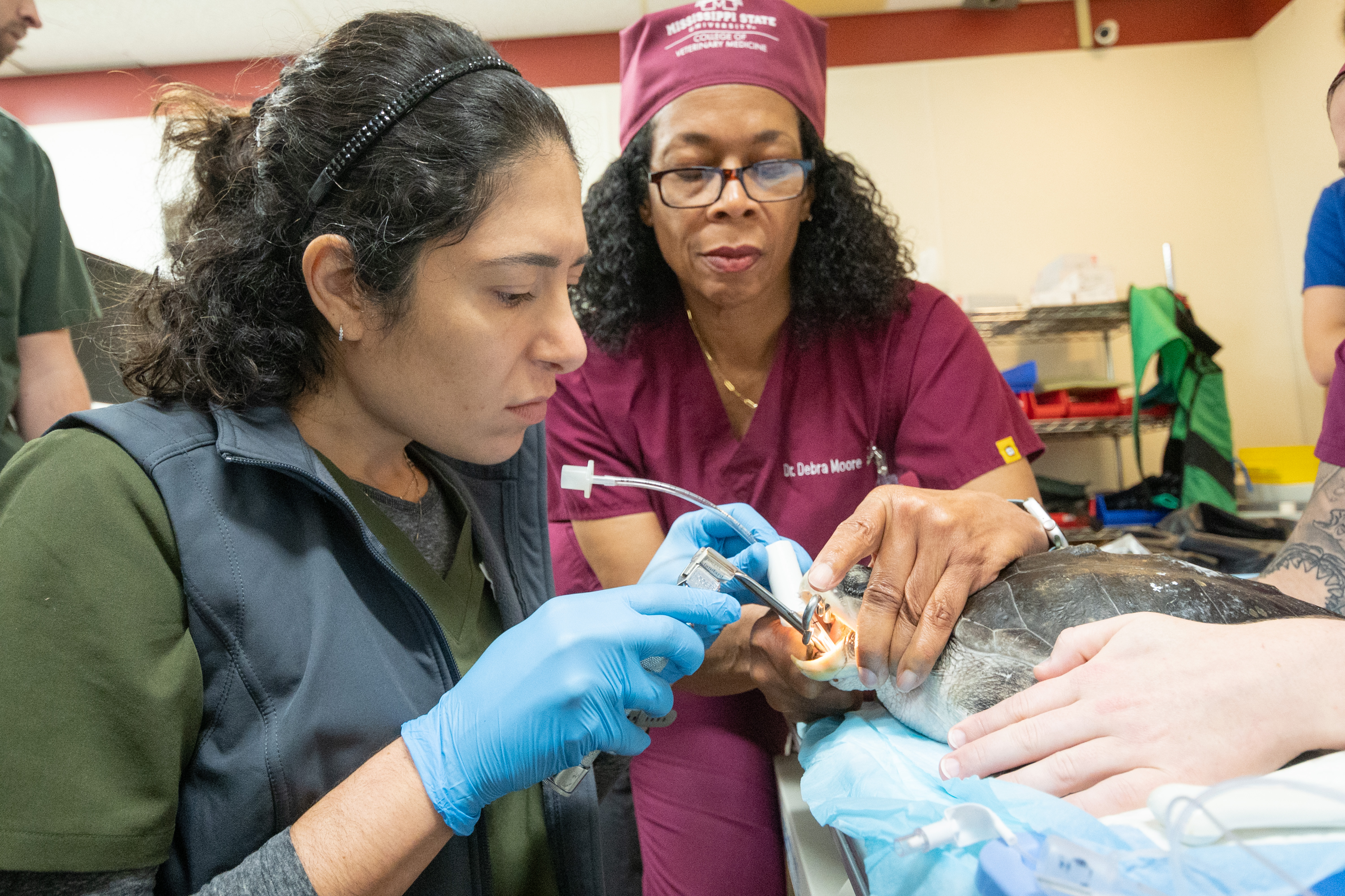 Dr. Debra Moore and a student treat a turtle.